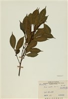 藏品(菲律賓榕)的圖片